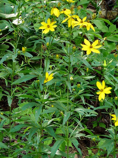 {Coreopsis major}